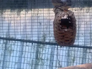 zebrafinke unger sælges