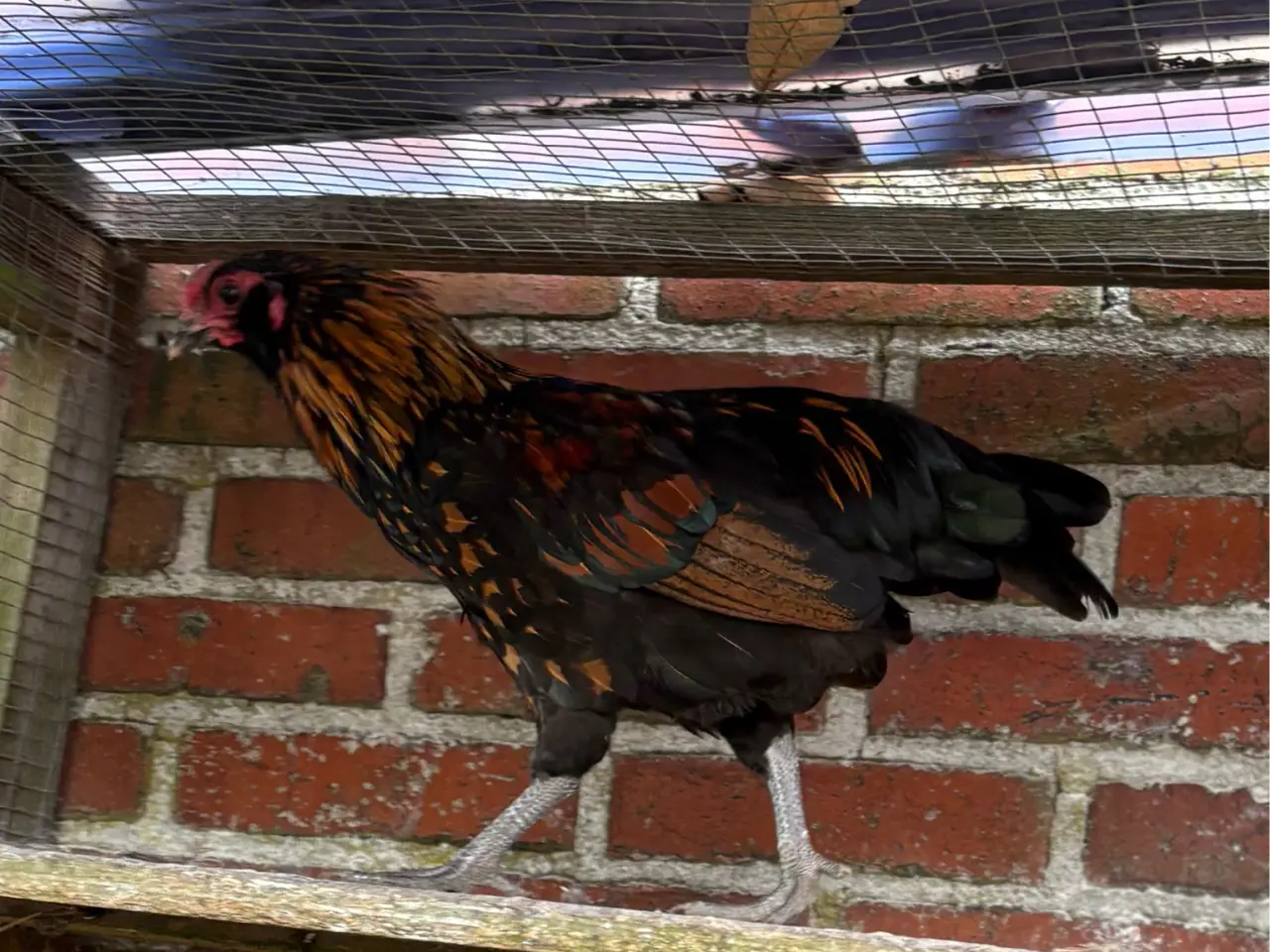 Billede 1 - Young mixed breed roosters