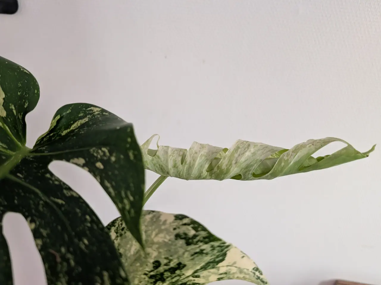 Billede 3 - Monstera "Mint" ca 55cm højde