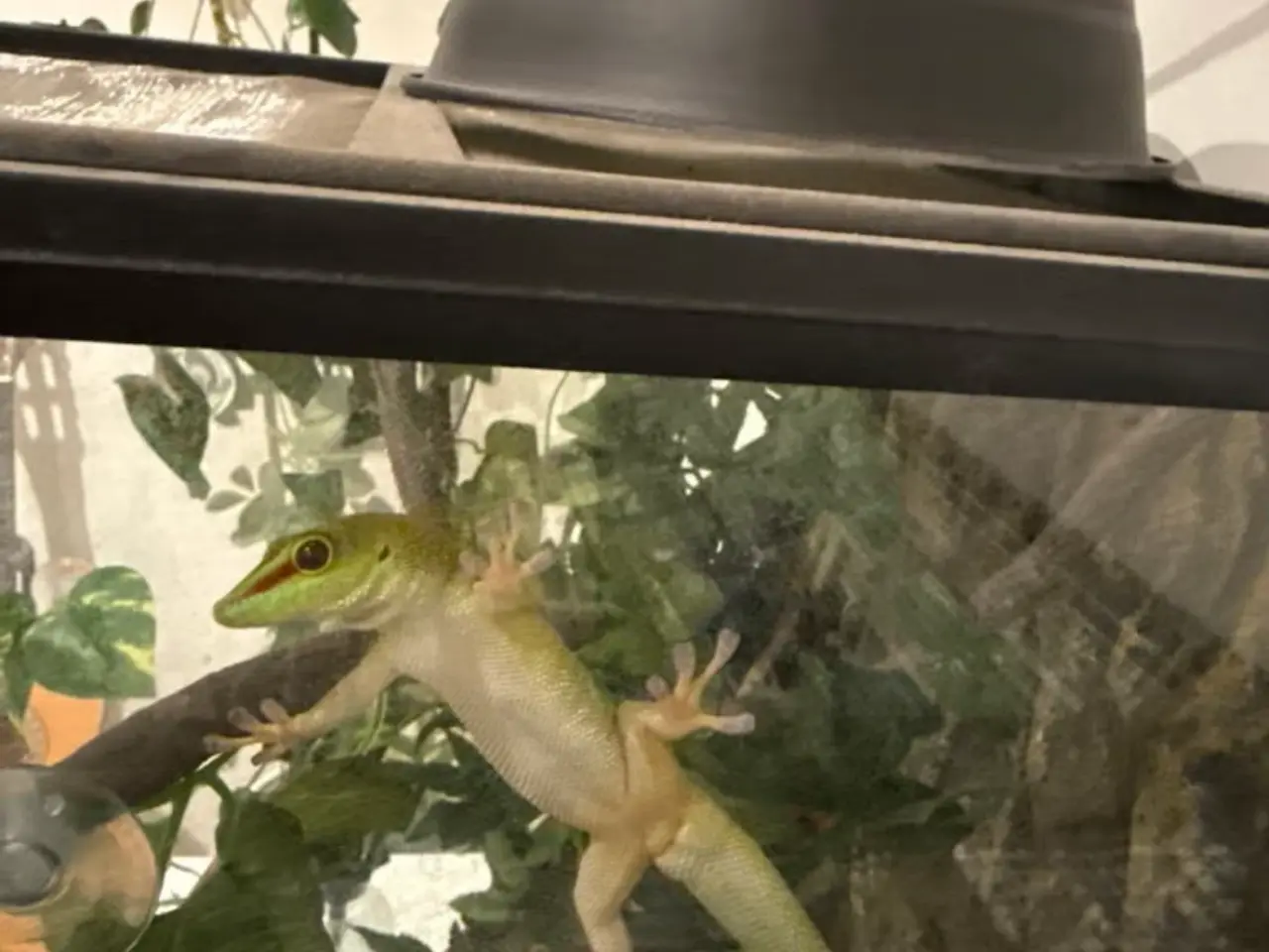 Billede 2 - daggekko