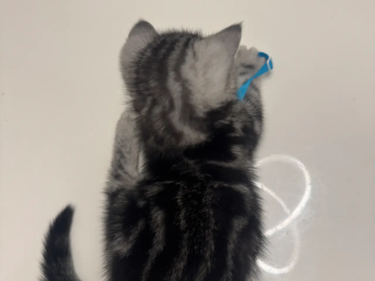 Billede 16 - Unikkes British Shorthair - KUN EN TILBAGE
