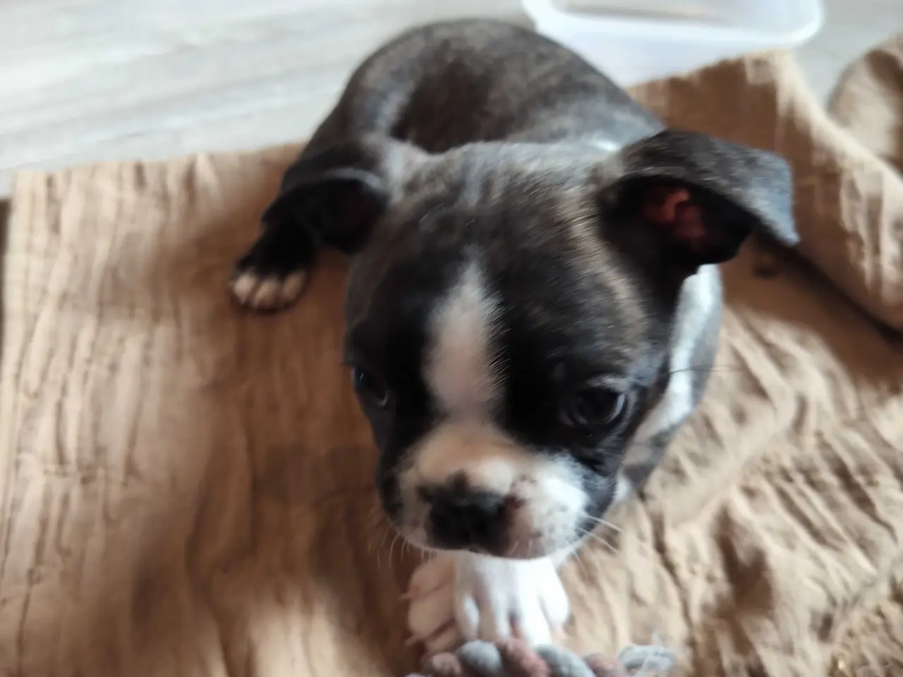 Billede 4 - Boston terrier