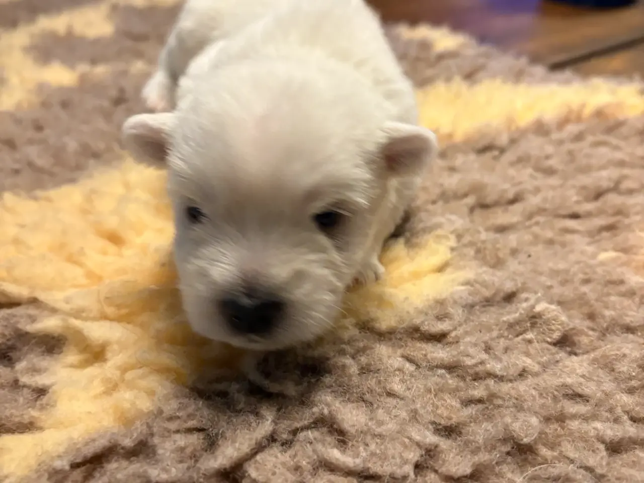 Billede 3 - Skønne Westie hvalpe søger kærlige hjem 🐾