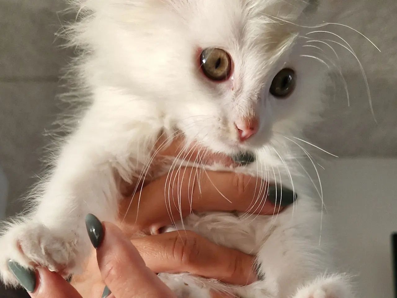 Billede 12 - 🐱❤️ 5 søde og tykke Norsk Skovkat-killinger