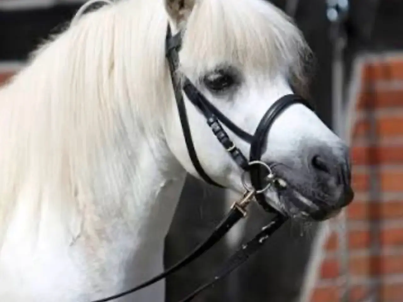 Billede 1 - HVID pony søges