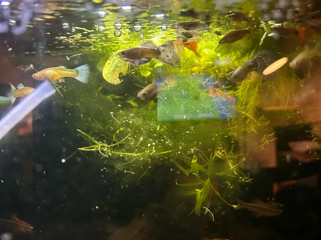 Billede 1 - 🐠 Guppymix – Voksne & Unger | Flotte Farver, Viby