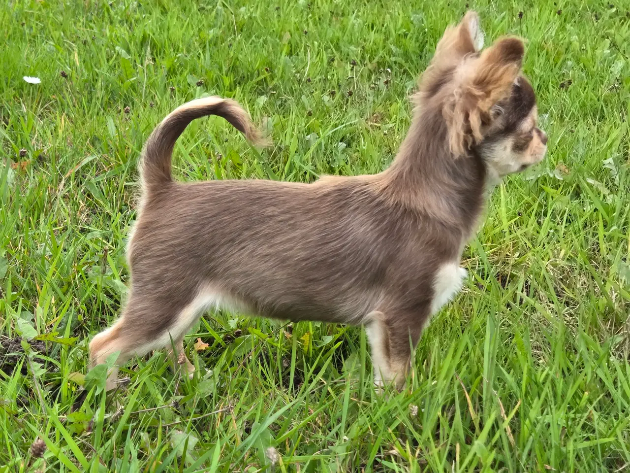 Billede 8 - Langhåret husky-chihuahua. Hun