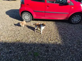 Dansk svensk gårdhund tæve