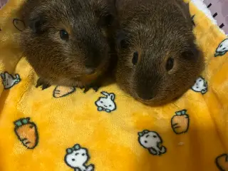 2 Marsvin brødre 
