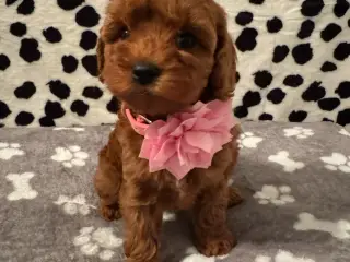 Cavapoo hvalpe - 2