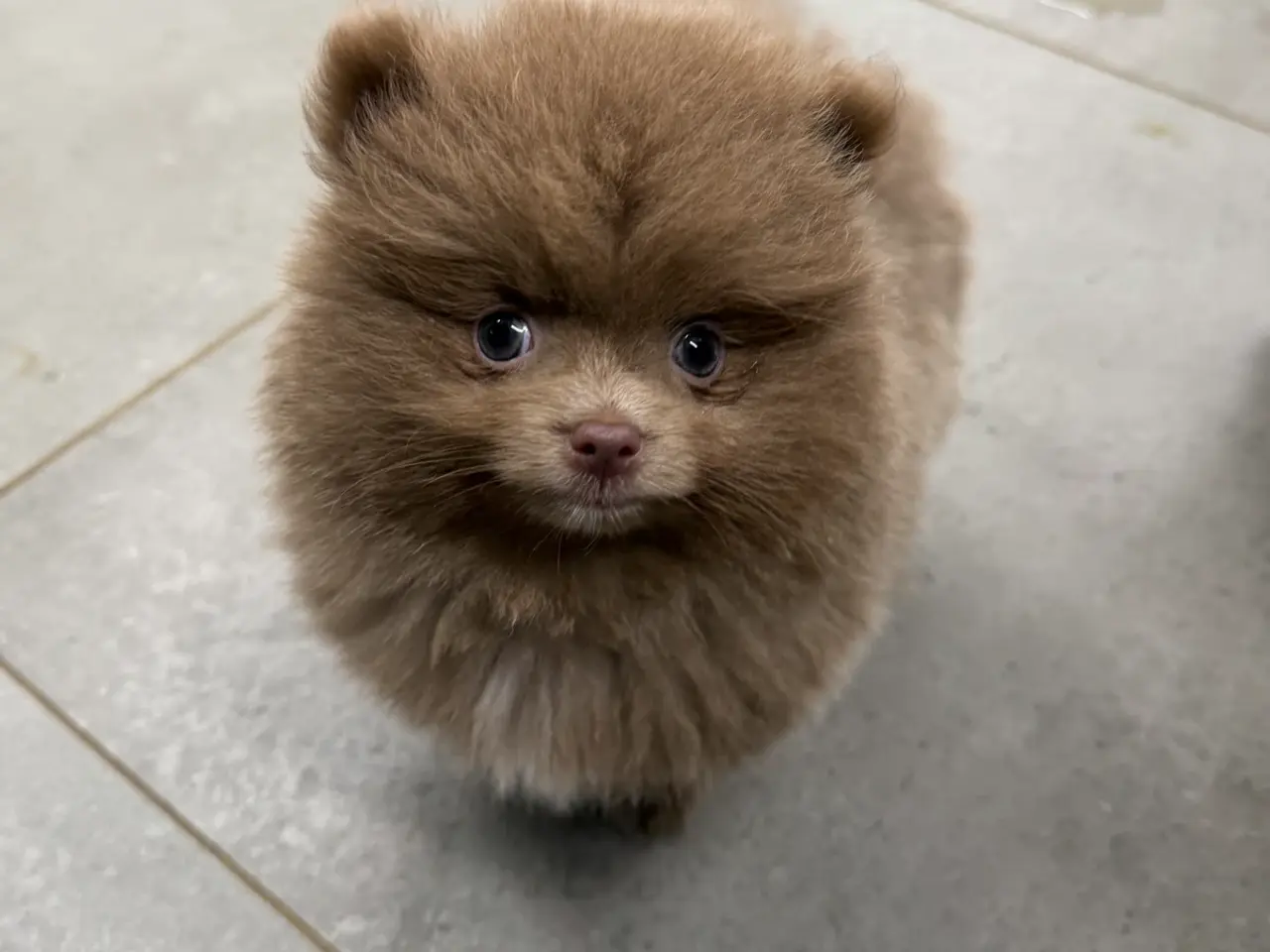 Billede 15 - 🐾💙 3 SMUKKE POMERANIA-DRENGE 💙🐾