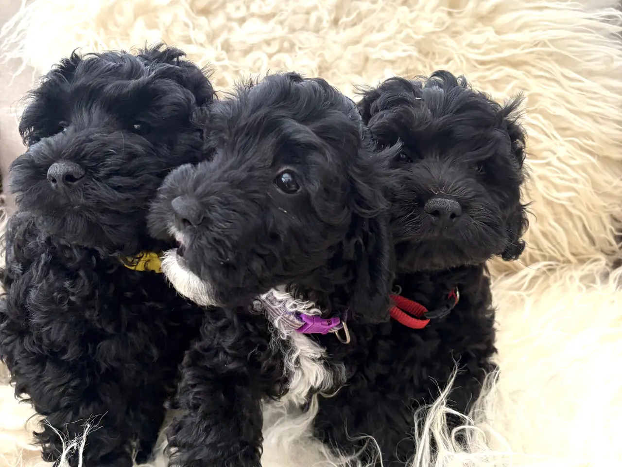 Billede 5 - De smukkeste små fine Cavapoo drenge