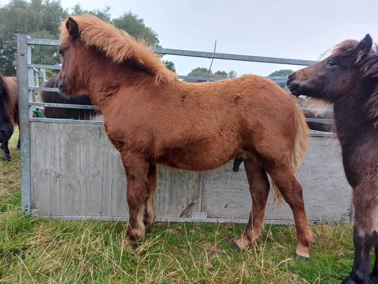 Billede 3 - Sønderskovs Formidable 6mdr hingst.