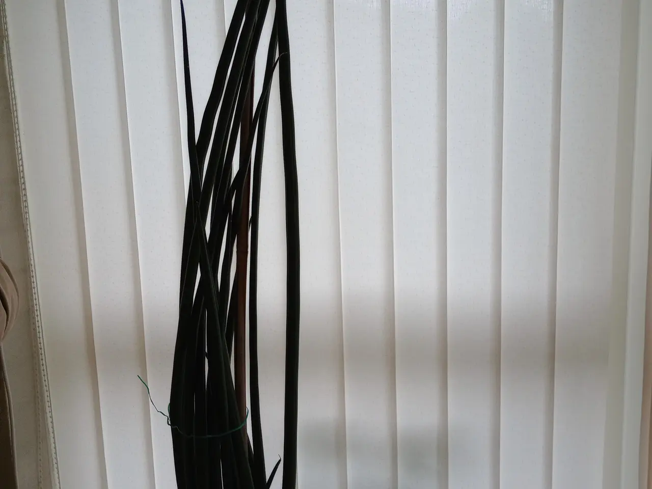 Billede 1 - 2 store potteplanter 132 cm. og 155 cm.