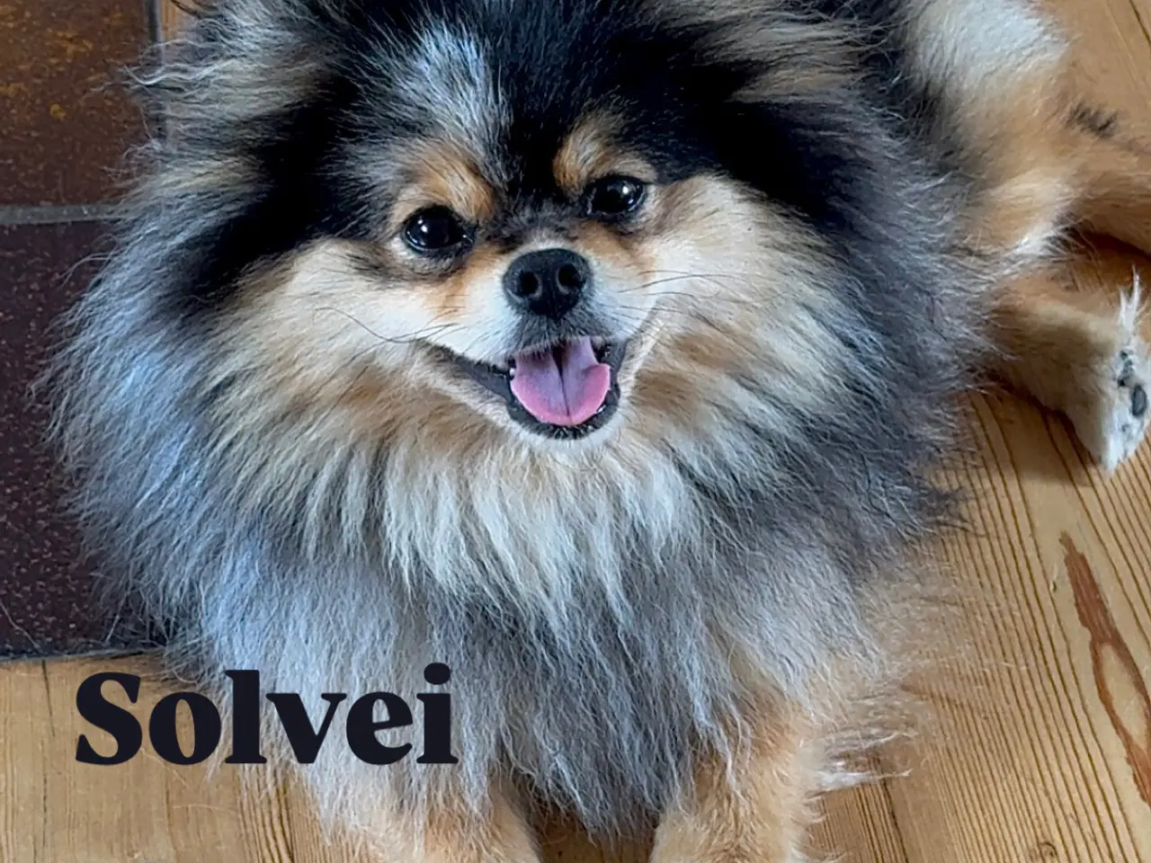 Billede 1 - Pomeranian Merle