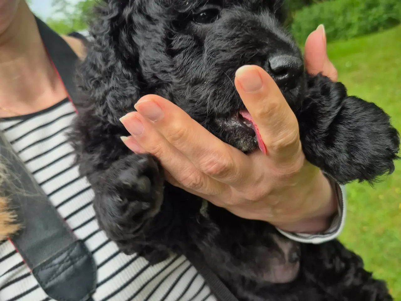 Billede 9 - Berner/Golden doodle.... ikke labradoodle