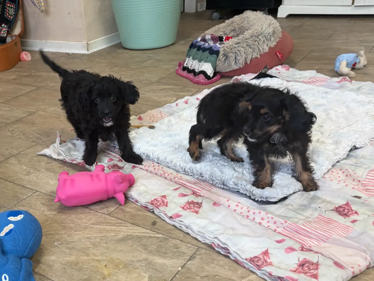 Billede 9 - Små virkelig fine mini Cavapoo babyer
