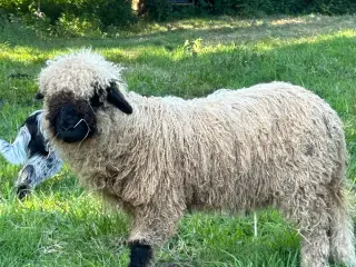 Smukt Valais Blacknose gimmer lam sæl