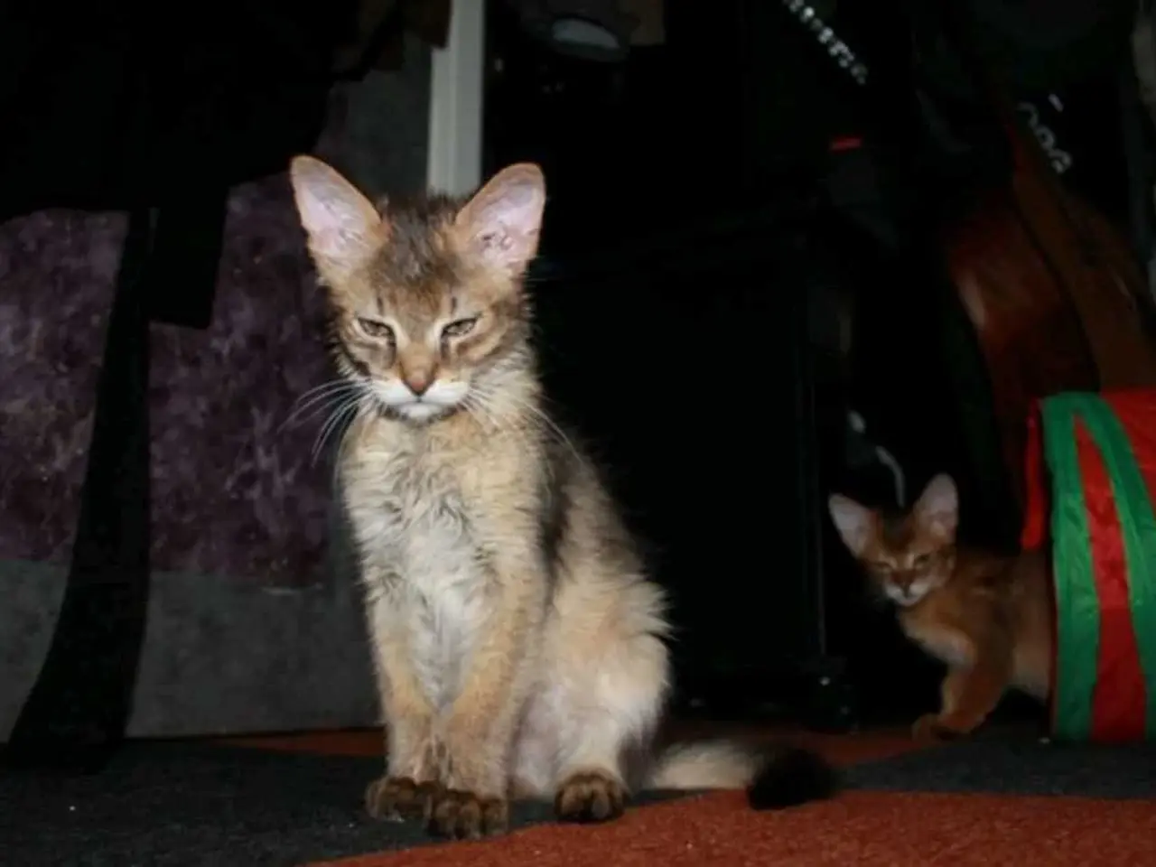 Billede 5 - Charmende Chausie-kilinger