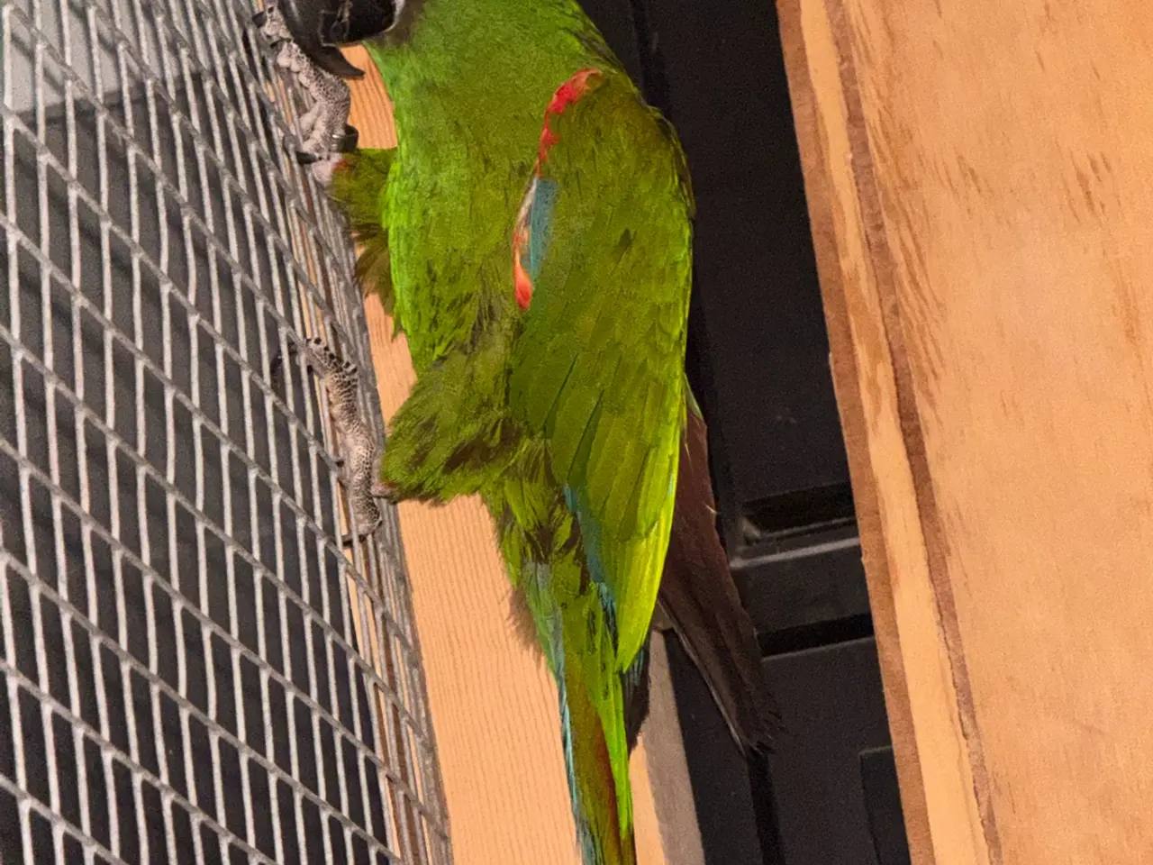 Billede 4 - Severe ara macaw (Ara severa