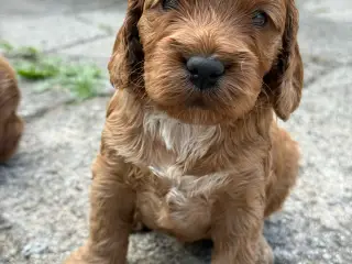 🐶❤️ 6 SKØNNE COCKERPOO-HVALPE SØGER KÆRLIGE HJEM 