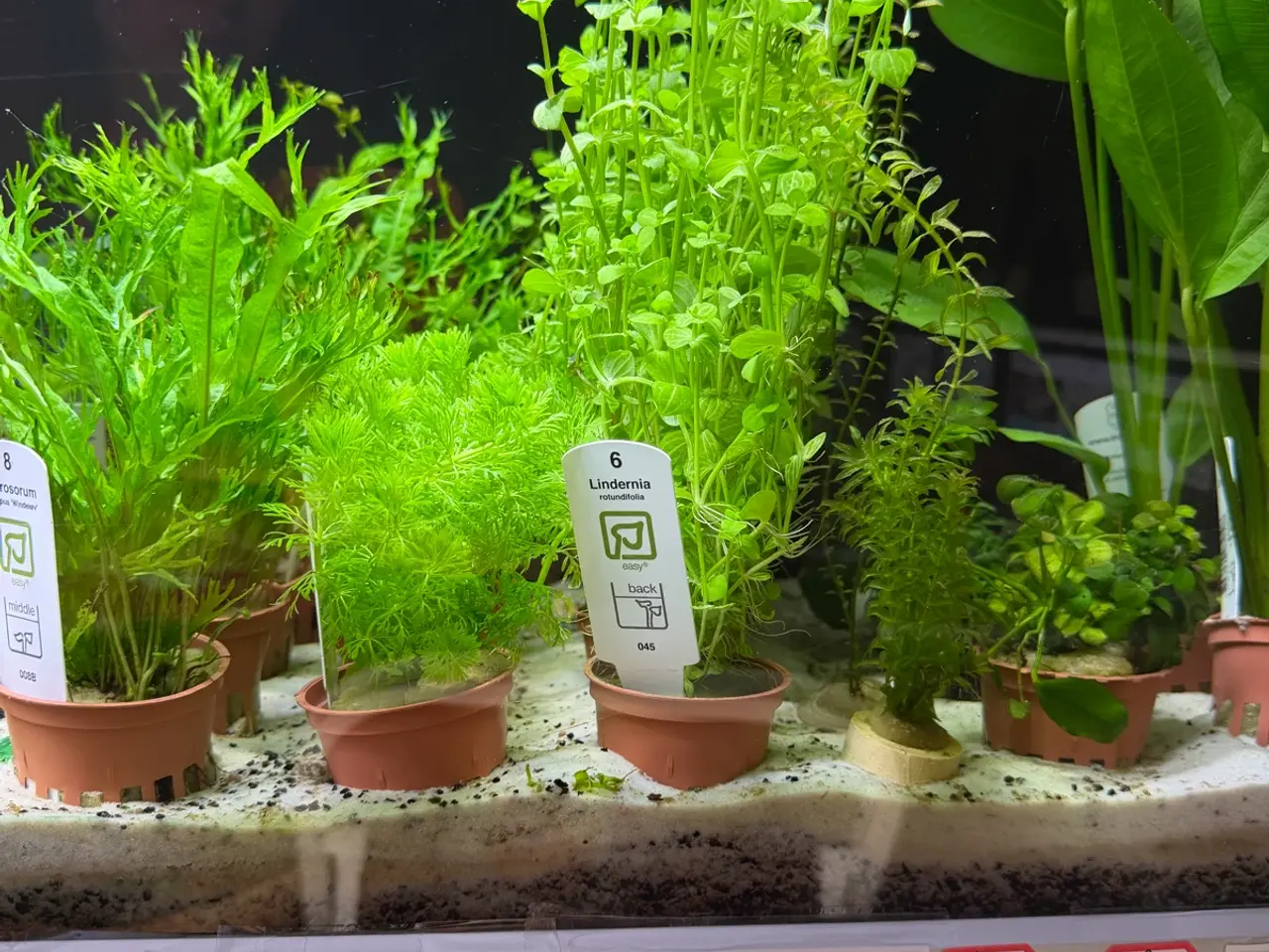 Billede 6 - Super flotte akvarieplanter fra 10kr.