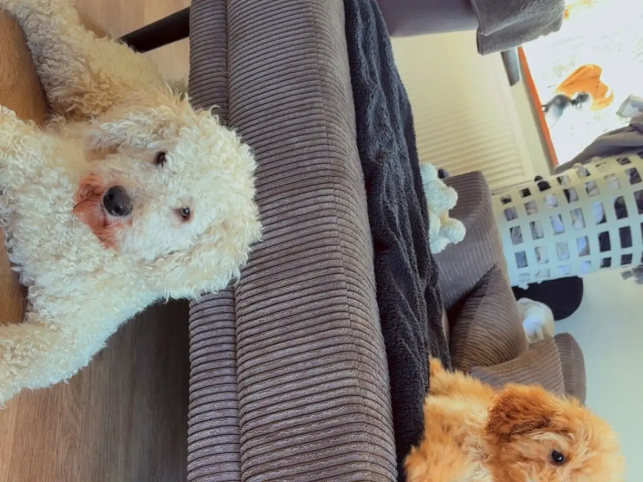 Billede 2 - Cavapoo FB1