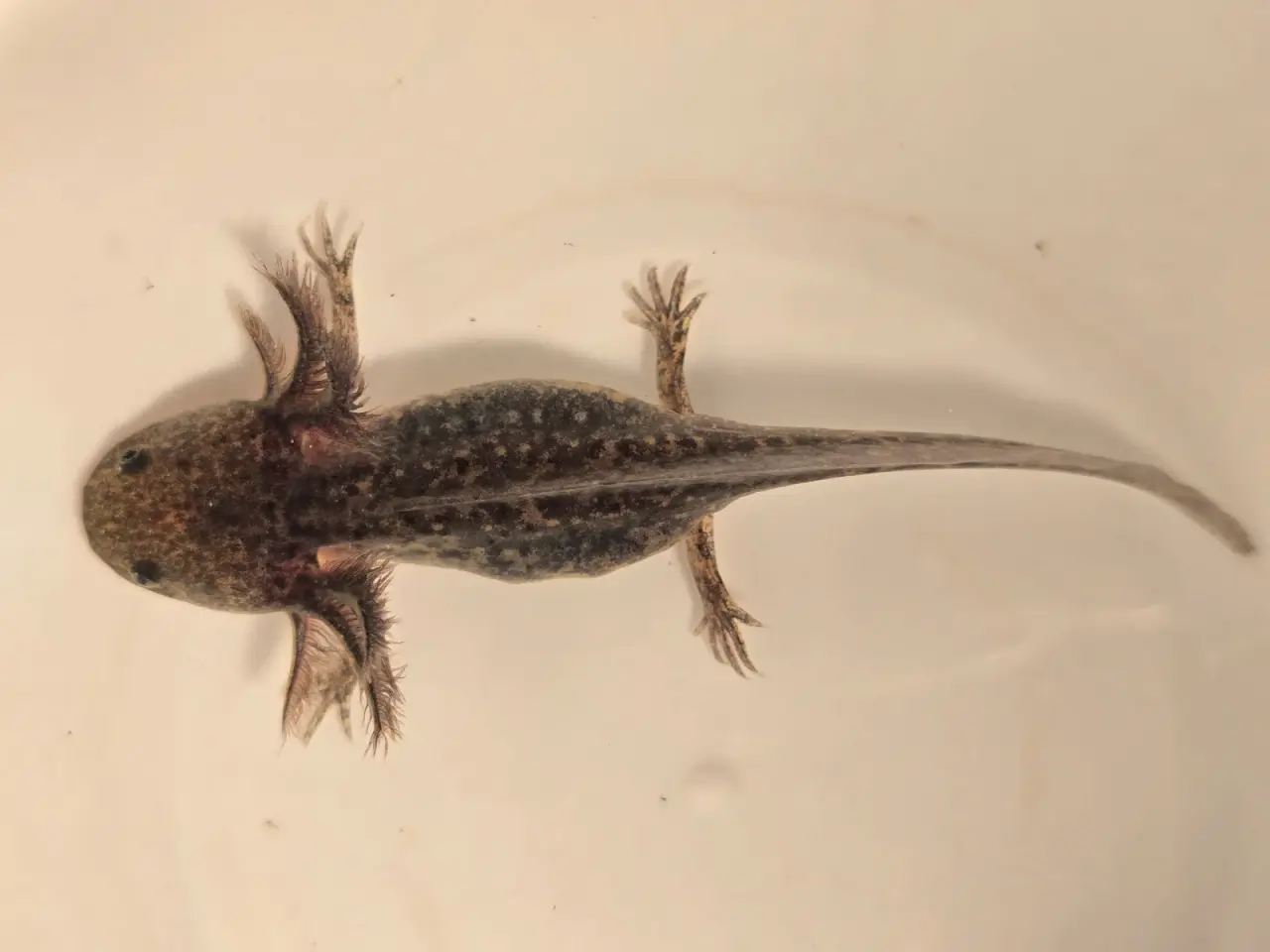 Billede 9 - Axolotl unger fra kendte linjer