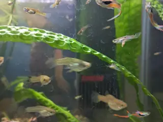 Endlers guppyer 
