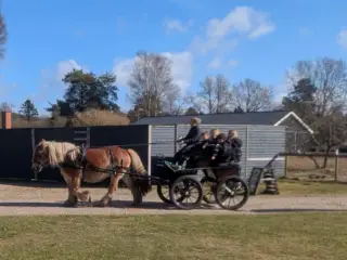 Jydsk hest, hoppe. 