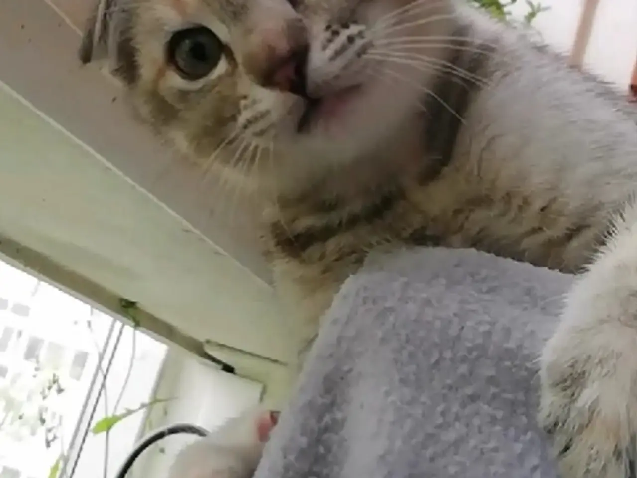 Billede 14 - Lisa – Sød og blid Scottish Fold hunkat søger kærl