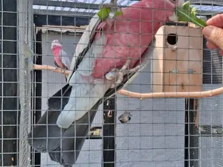 Kakadue