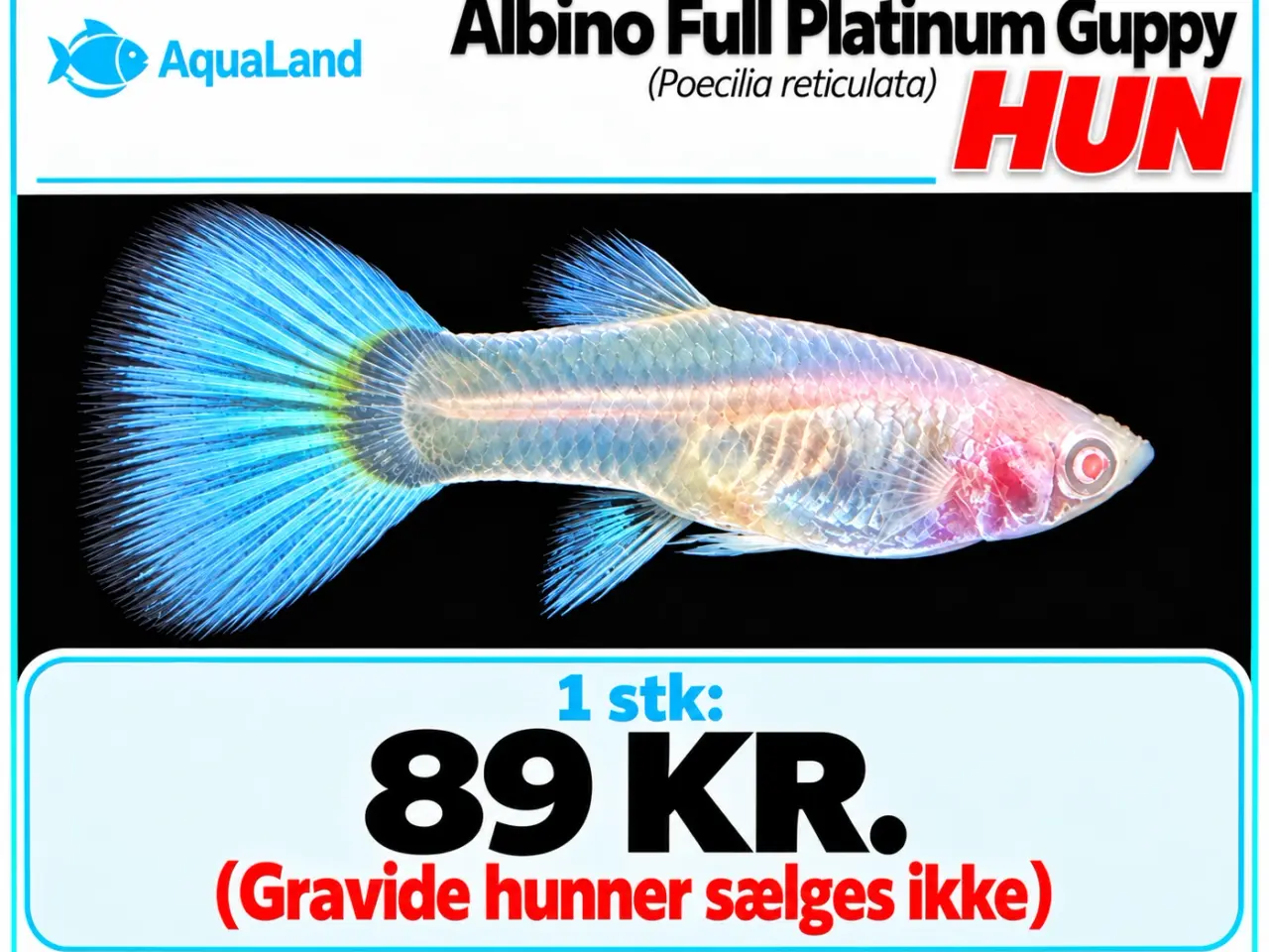Billede 11 - Albino full platinum guppy