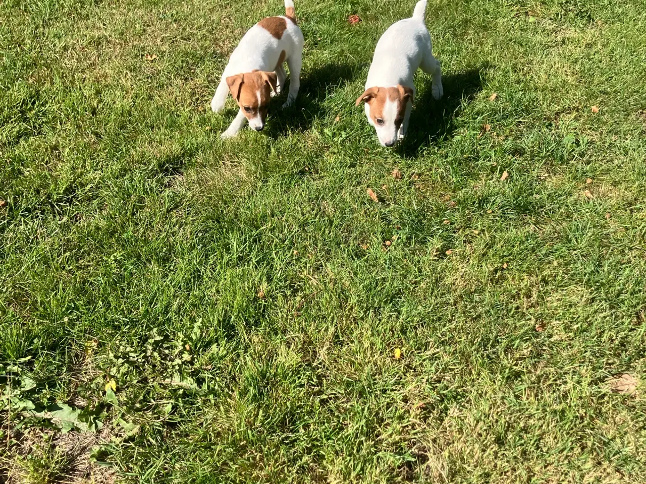 Billede 16 - Jack Russel hvalpe