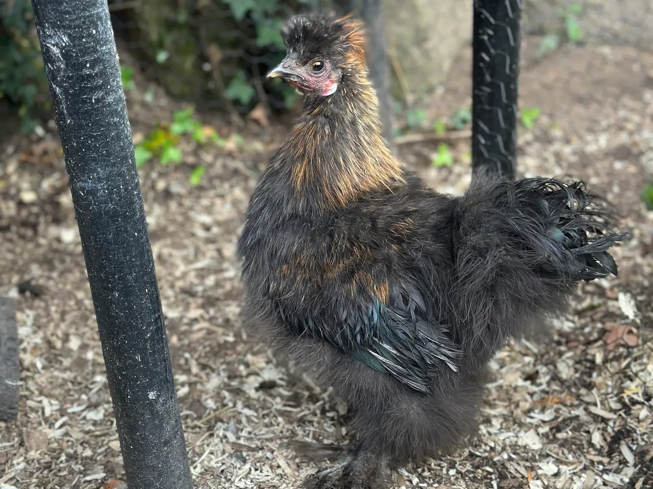Billede 2 - Silkie hane til afhentning