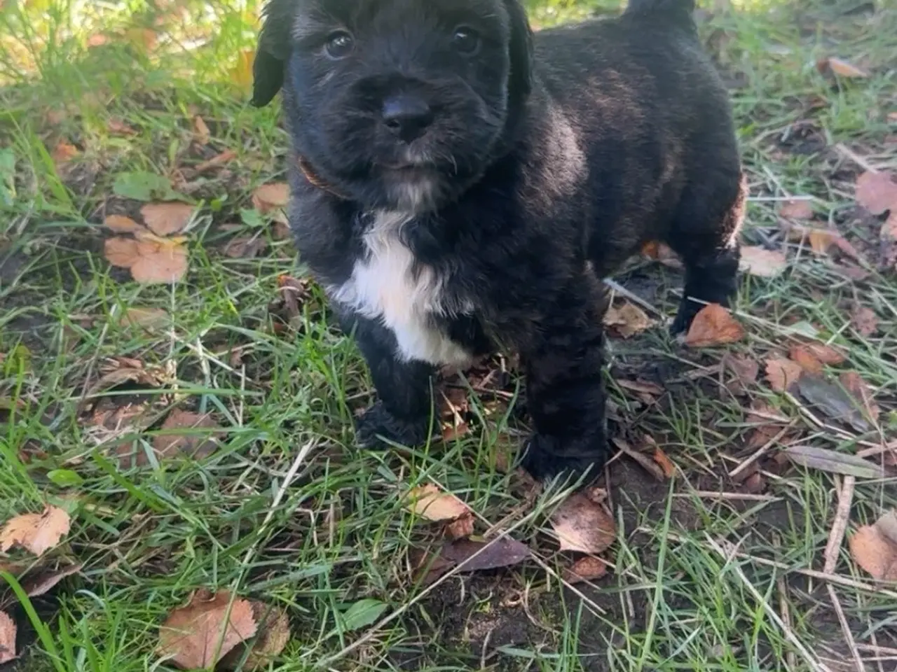 Billede 2 - Golden Doodle