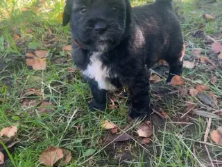 Golden Doodle 