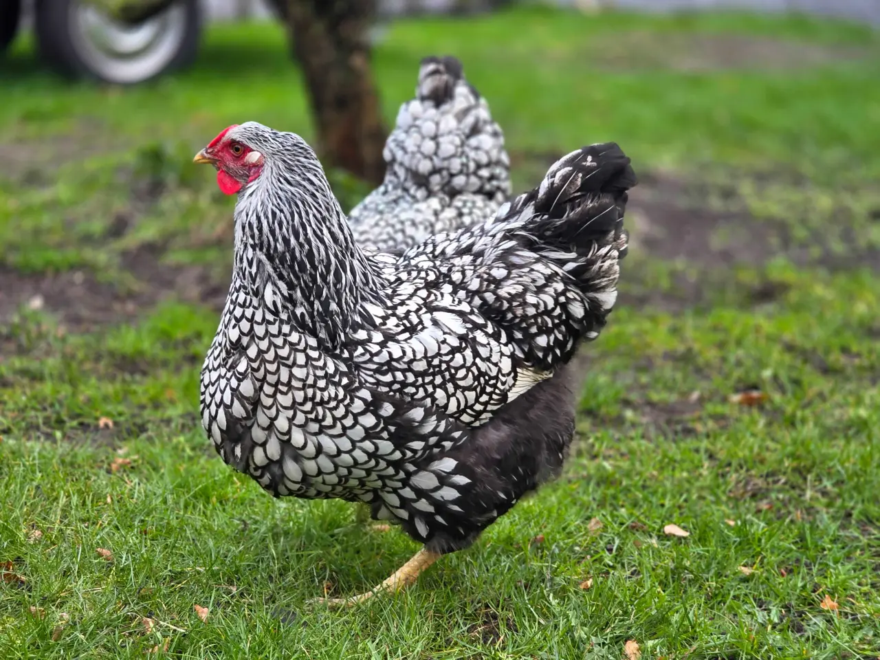 Billede 2 - Rugeæg til salg 🐔🥚fra Silver Laced Wyandotte