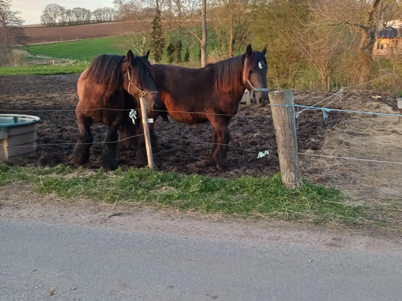 Billede 6 - 2årig Jyskhest hingst sælges