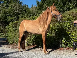 Fantastisk hest