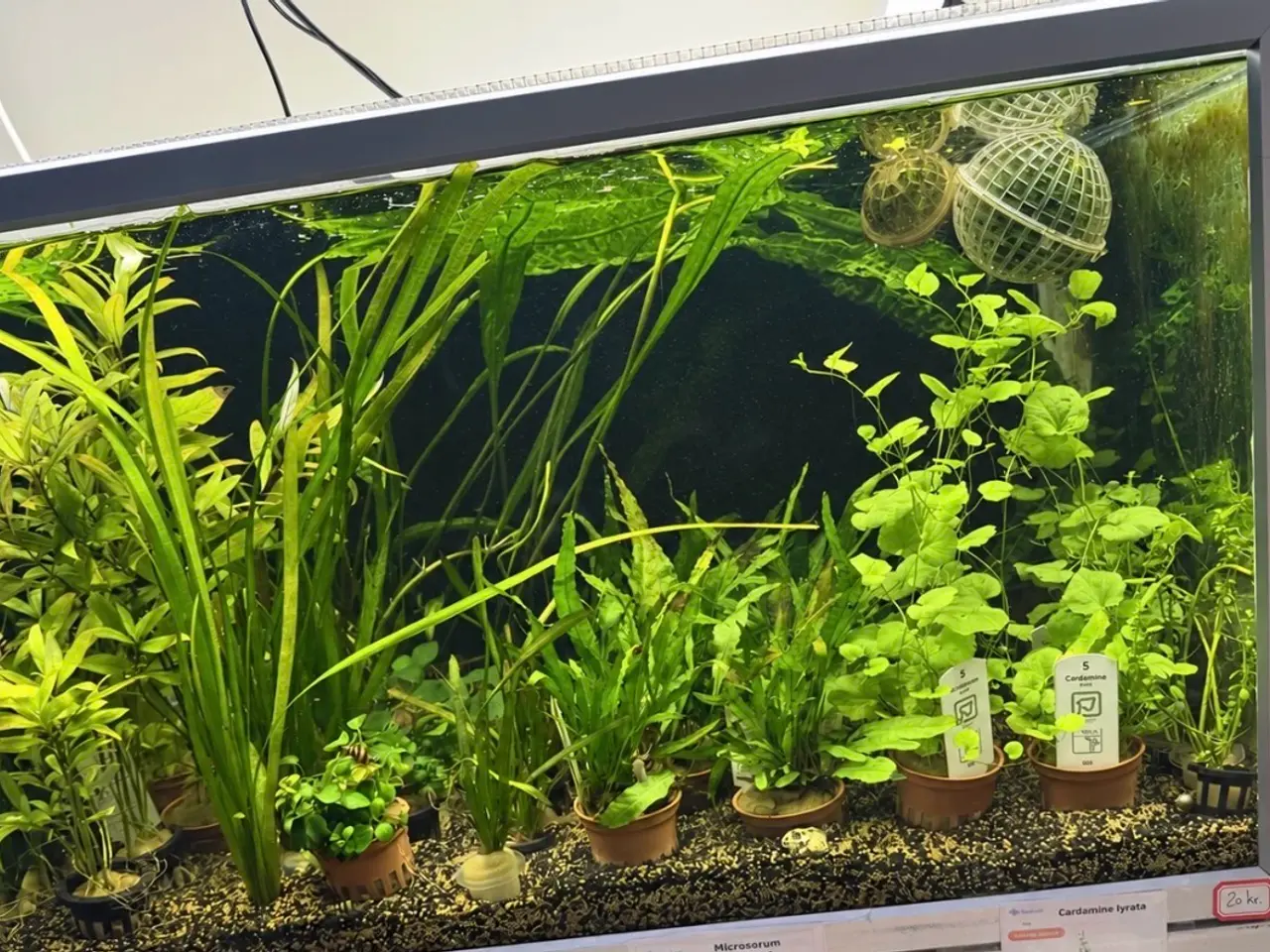 Billede 15 - 🩷 Wow mange flotte akvarieplanter 🩷