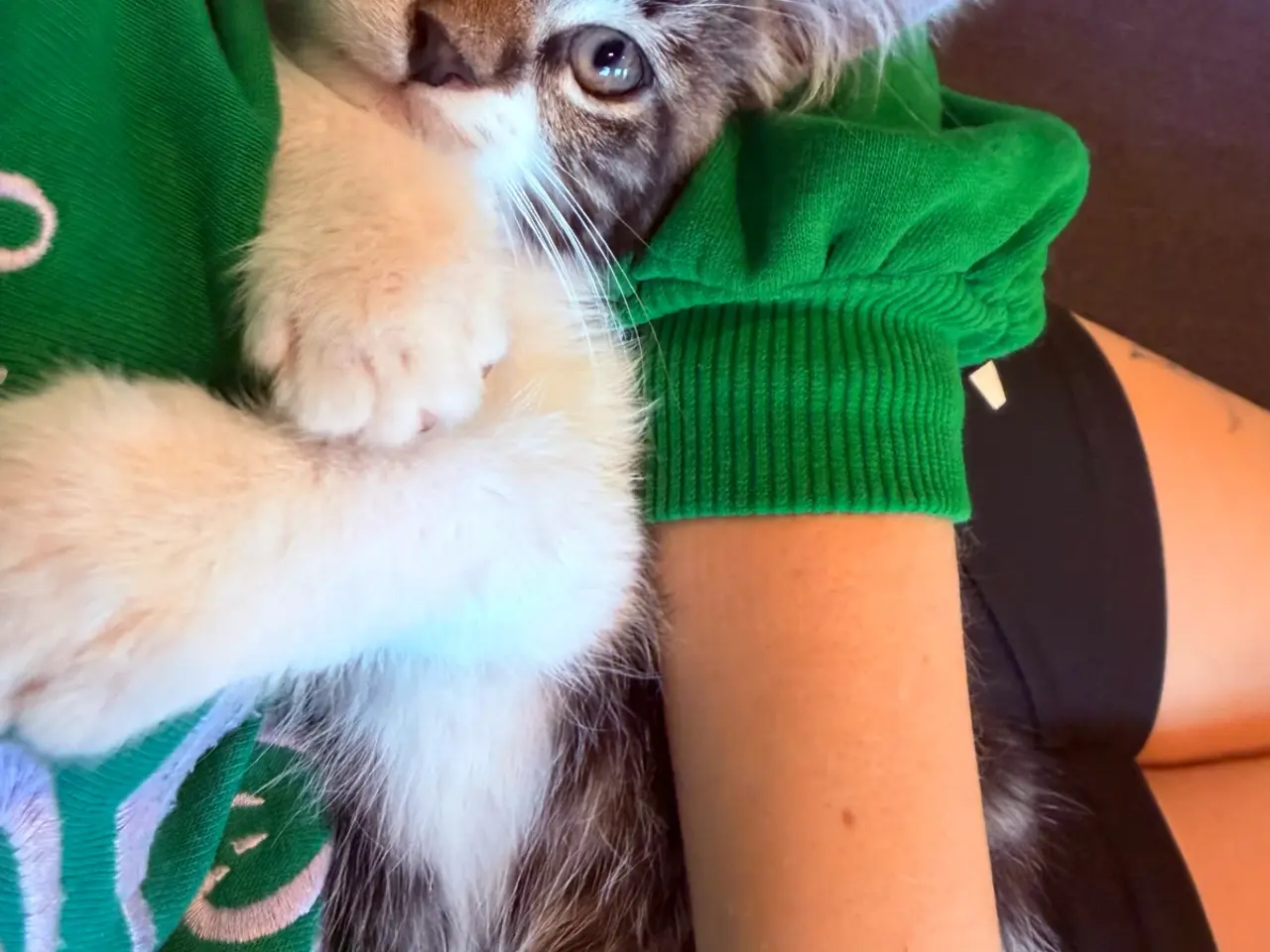Billede 2 - Maine coon