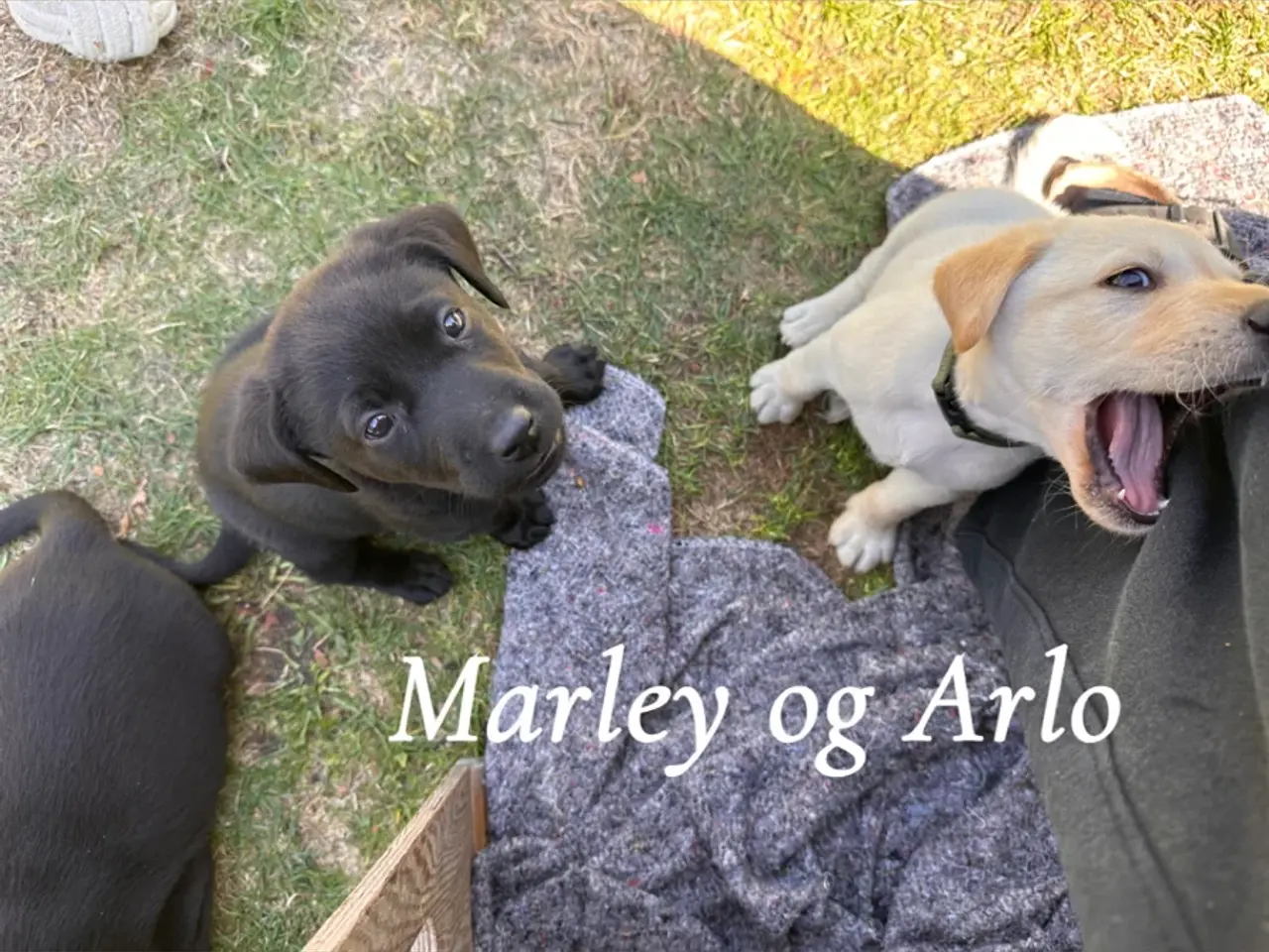 Billede 3 - Arlo og Marley🐶