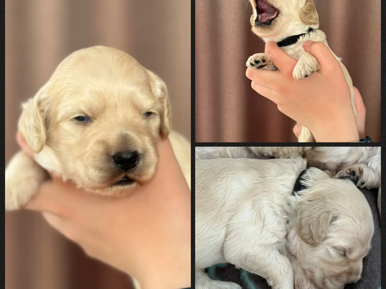 Billede 7 - Lækre Doodlehvalpe sælges 2 stk tilbage🐾🐾