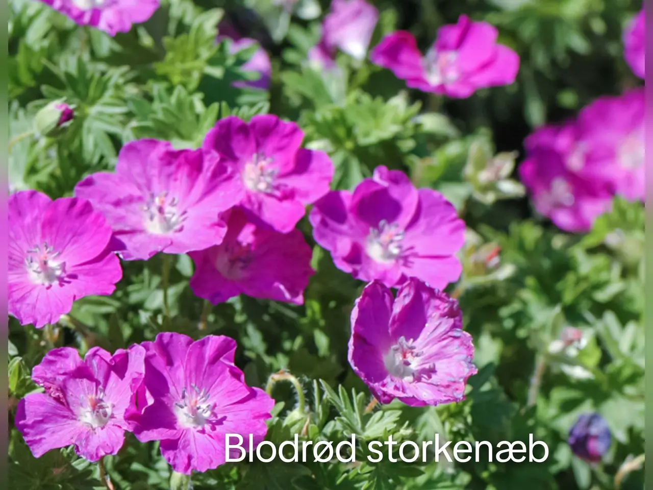Billede 19 - Pakke 20 med blandet planter - stauder