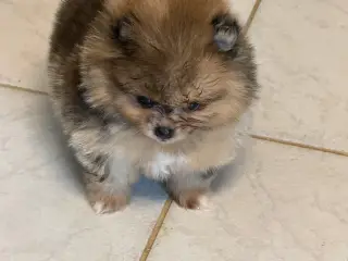 🐾💙 5 SMUKKE POMERANIA-DRENGE 💙🐾 - 3