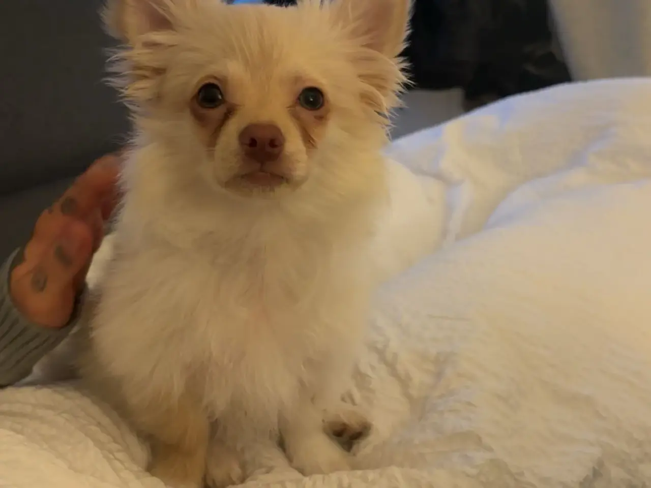 Billede 4 - Lang håret chihuahua 