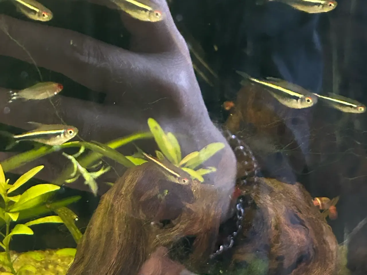 Billede 2 - 🐟🖤 Sorte neonfisk – flotte stimefisk