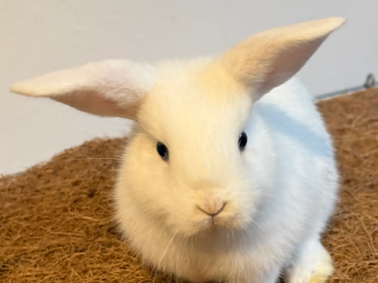 Billede 1 - Sød kaninpige søger nyt hjem 🐰❤️