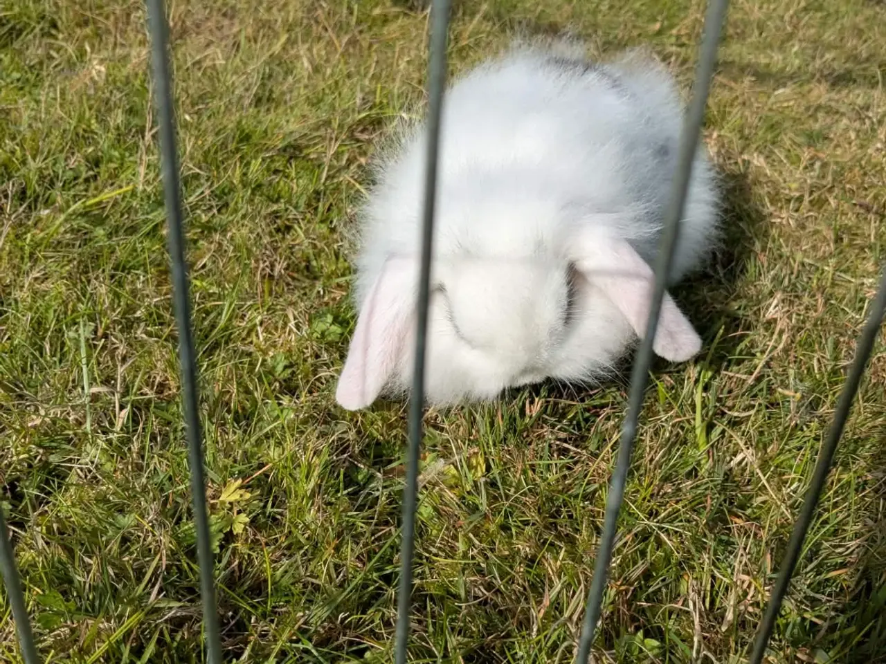 Billede 10 - Mini-lop kaninunger